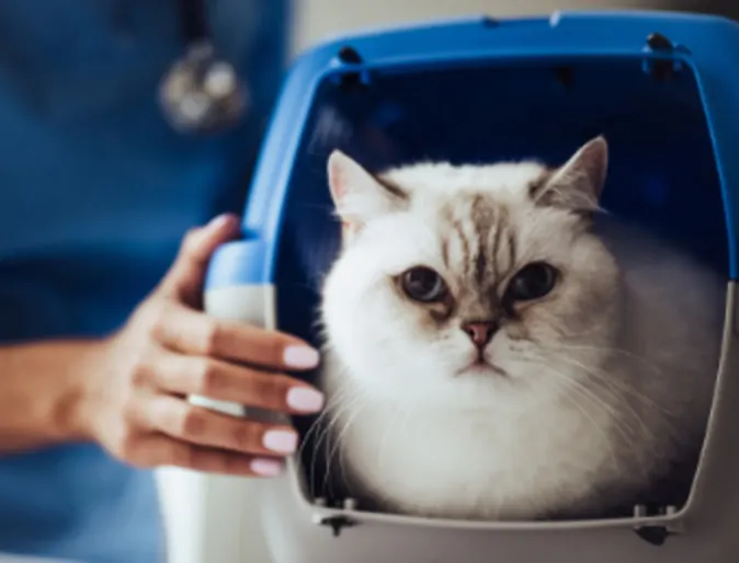 A white cat sitting in its carrier